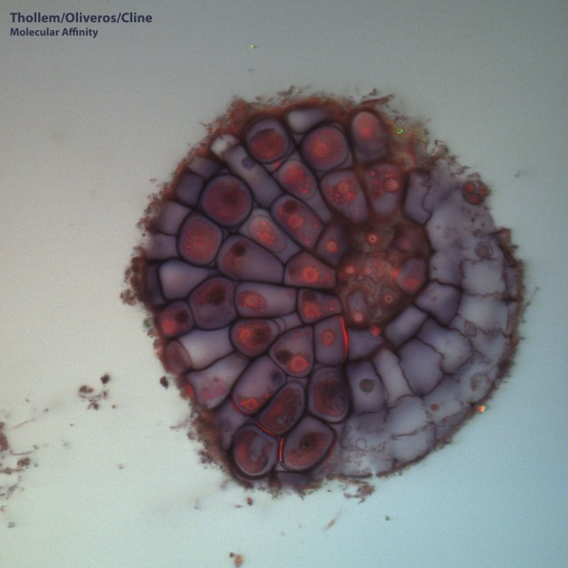 molecular-affinity-front-sized